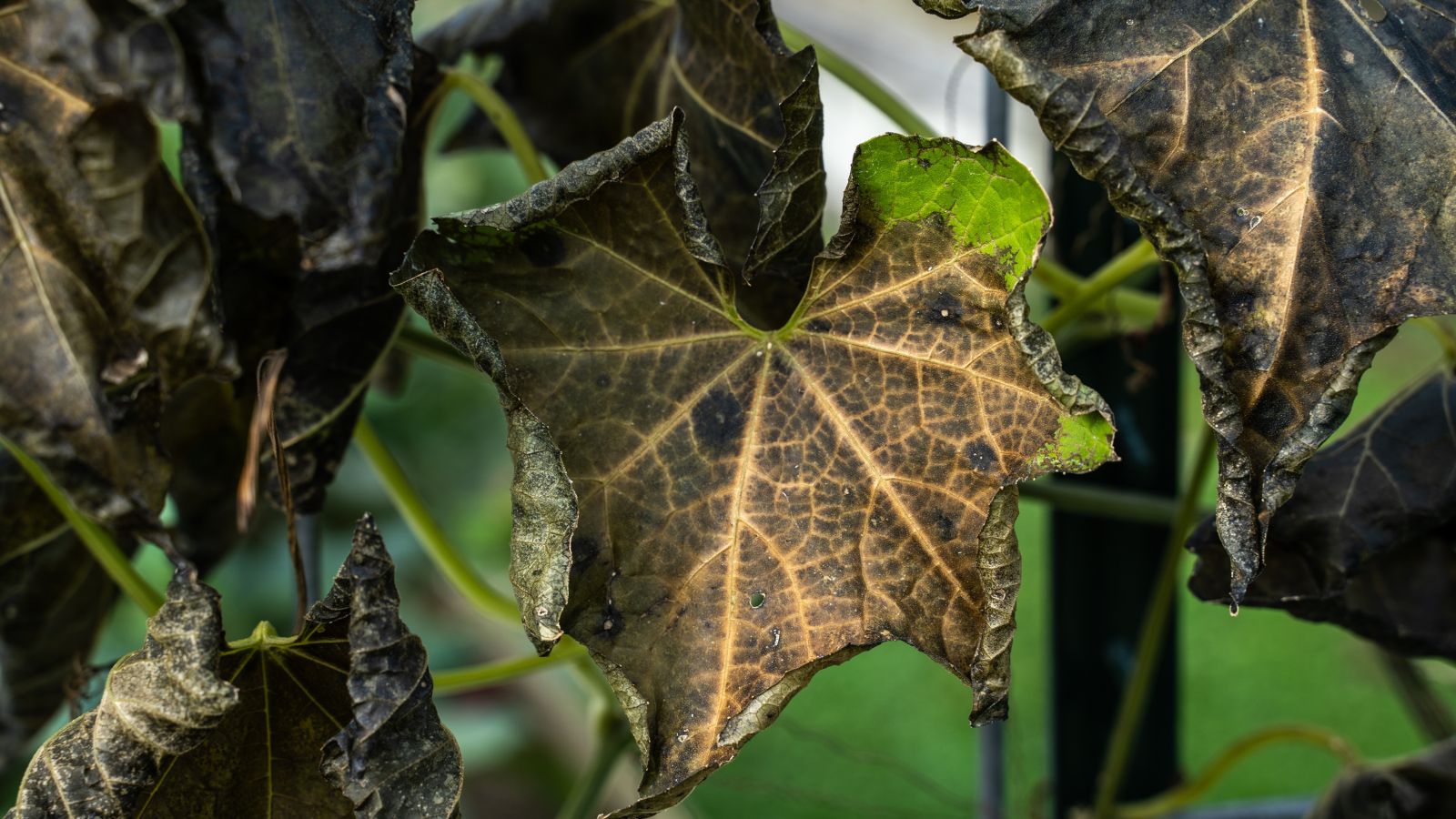 A shot of a leaf of a crop that is damaged due to frost outdoors