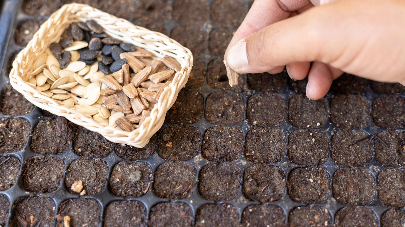 A shot of a person in the process of sowing seeds in a large seed starting tray