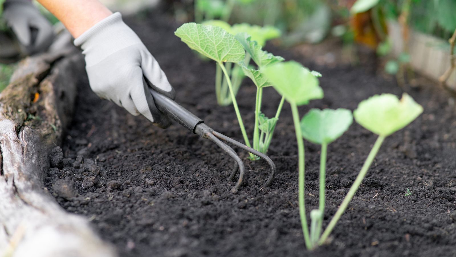 A shot of a person in the process of tending to seedlings outdoors