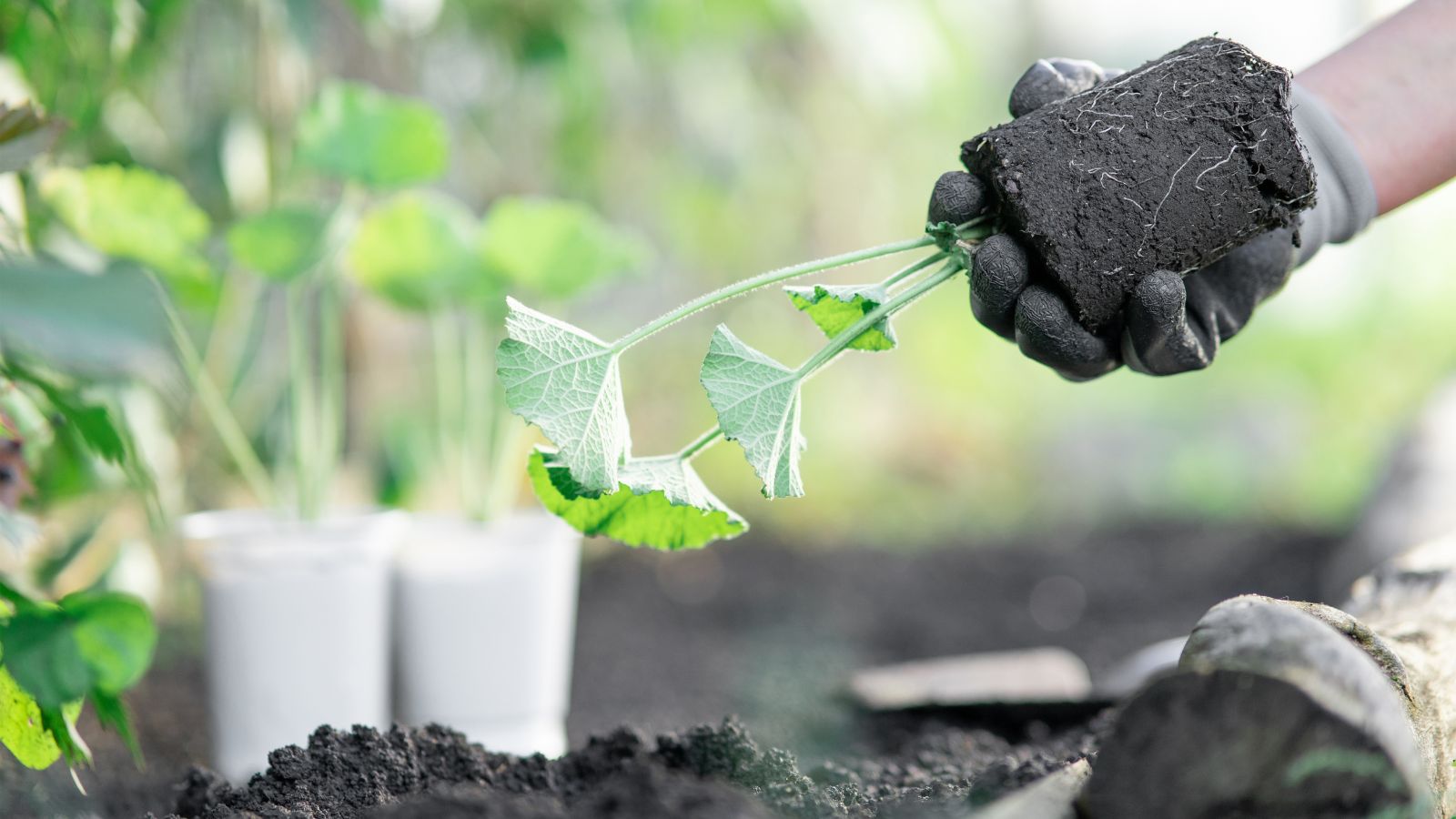 A shot of a person in the process of transplanting seedlings outdoors