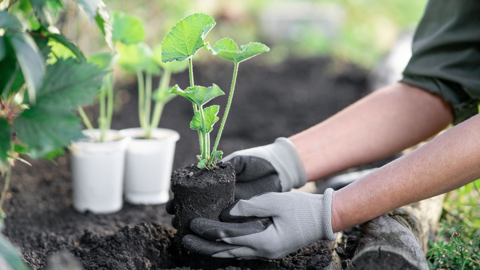 A shot of a person in the process of transplanting seedlings outdoors