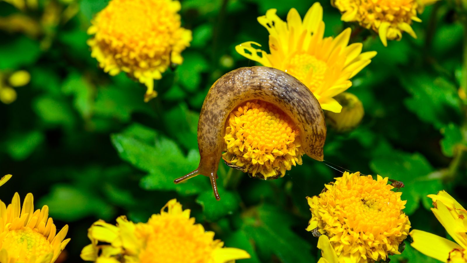 A shot of a slug feeding on a yellow flower in a well lit area
