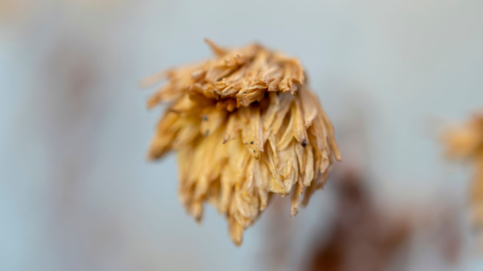 A focused shot of a wilted flower in a well lit area