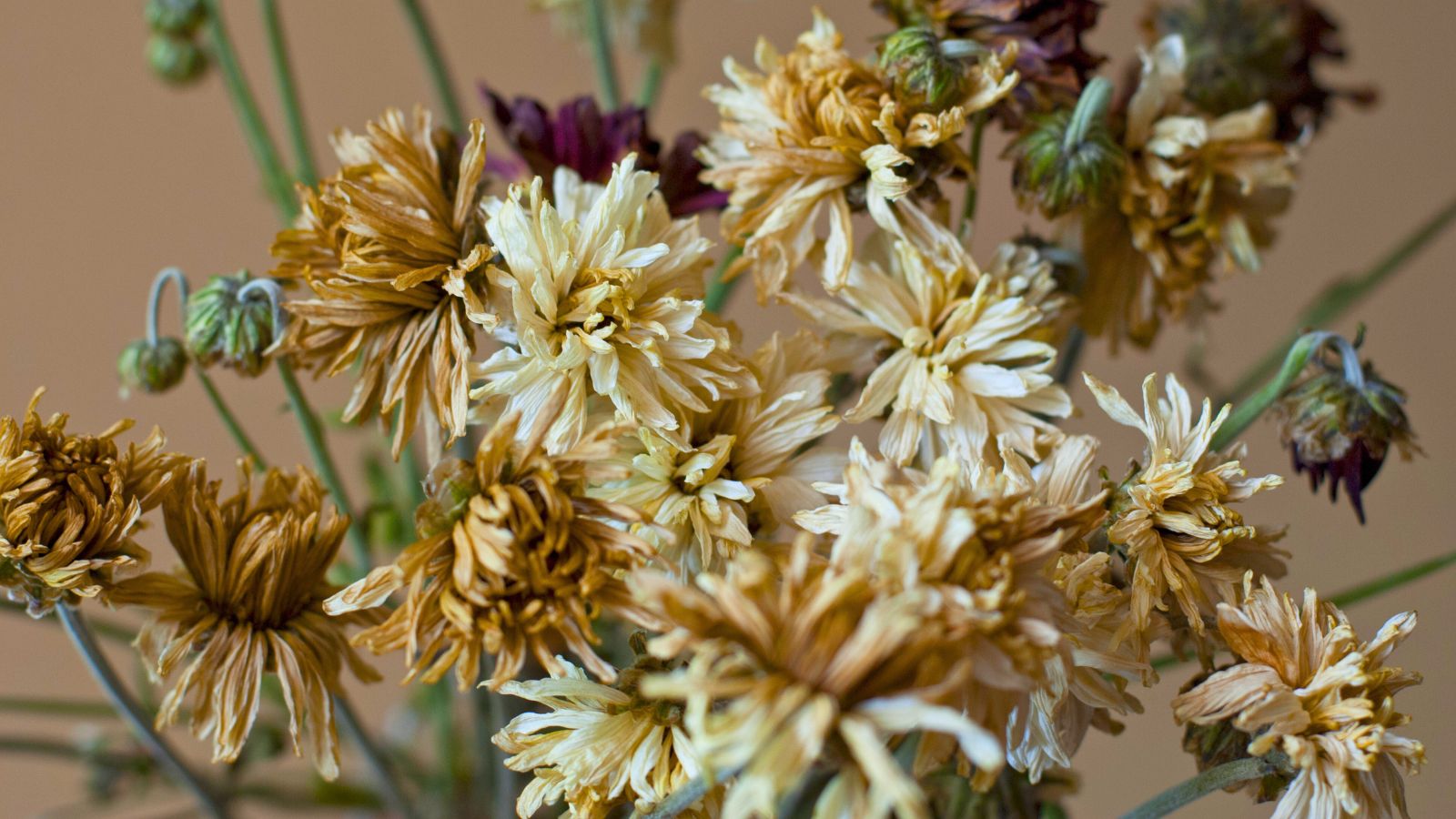 A shot of blooming and browning flowers in a well lit area indoors