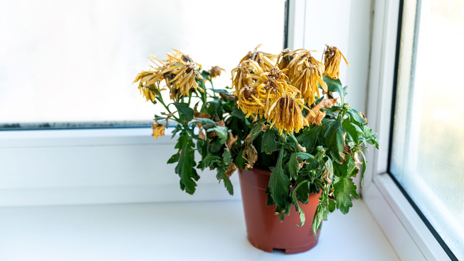 A shot of browned and withering flowers in a pot near a window indoors