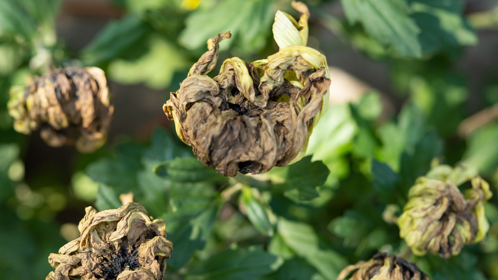 A shot of dead and wilting flowers in a well lti area
