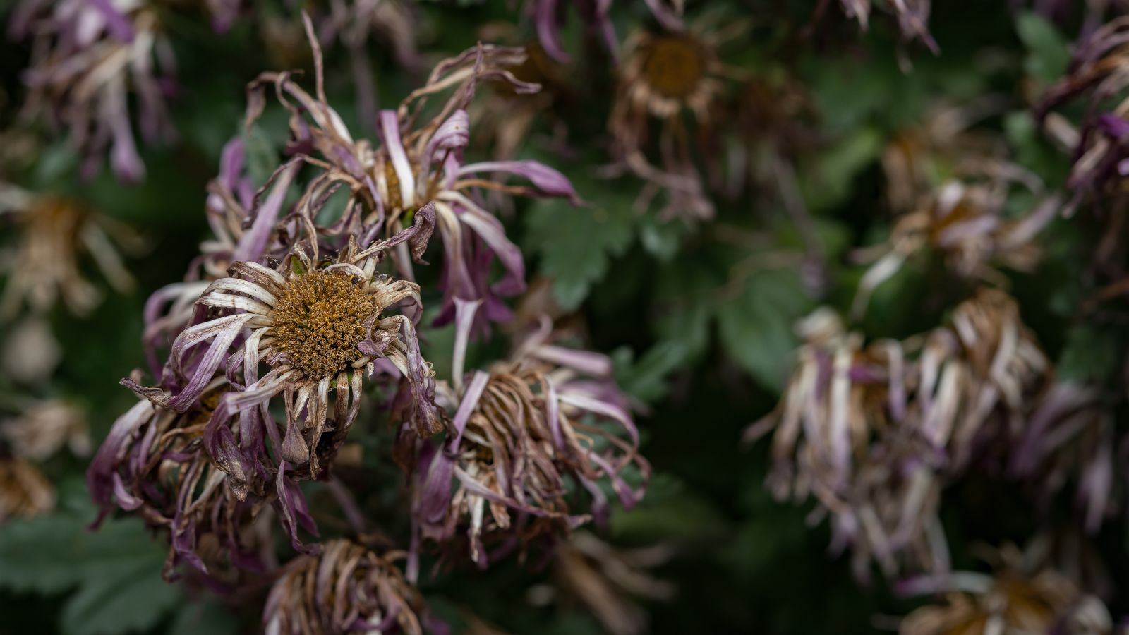 A shot of dead flowers in a well lit area