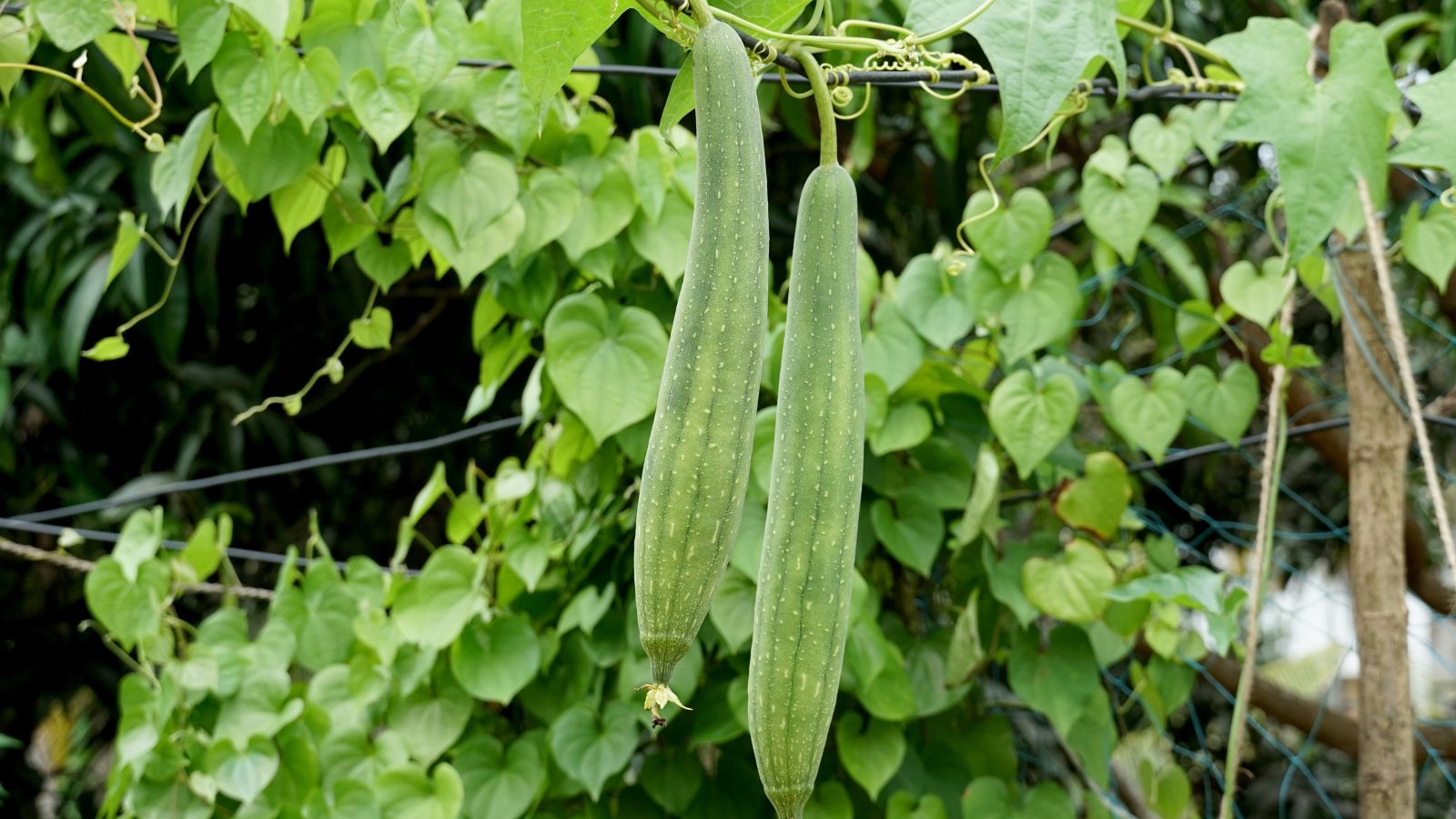 A shot of developing fruits on vines in a well lit area outdoors