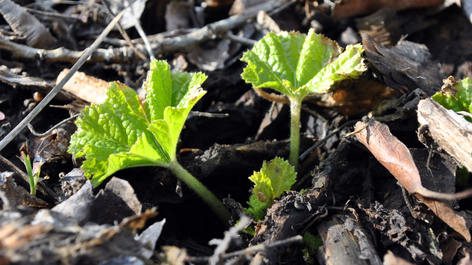 A shot of developing seedling of a perennial outdoors