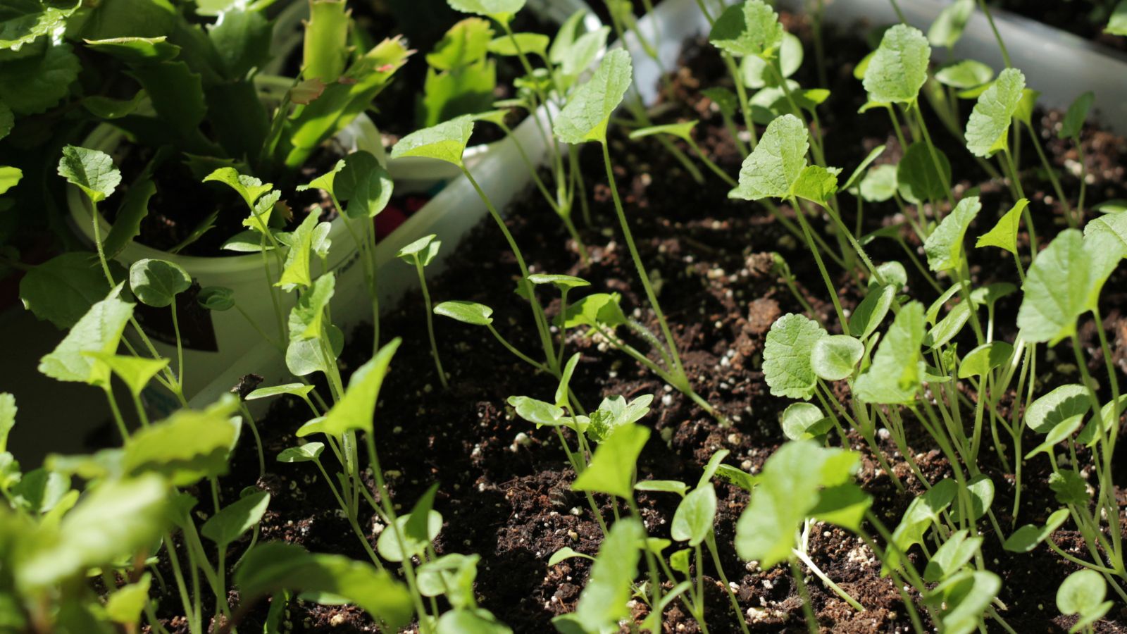 A shot of developing seedlings on a tray indoors