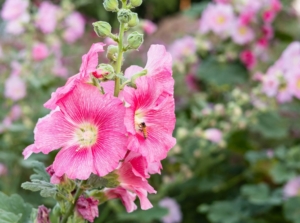 A shot of pink-colored flowers that shows how to plant hollyhock seeds