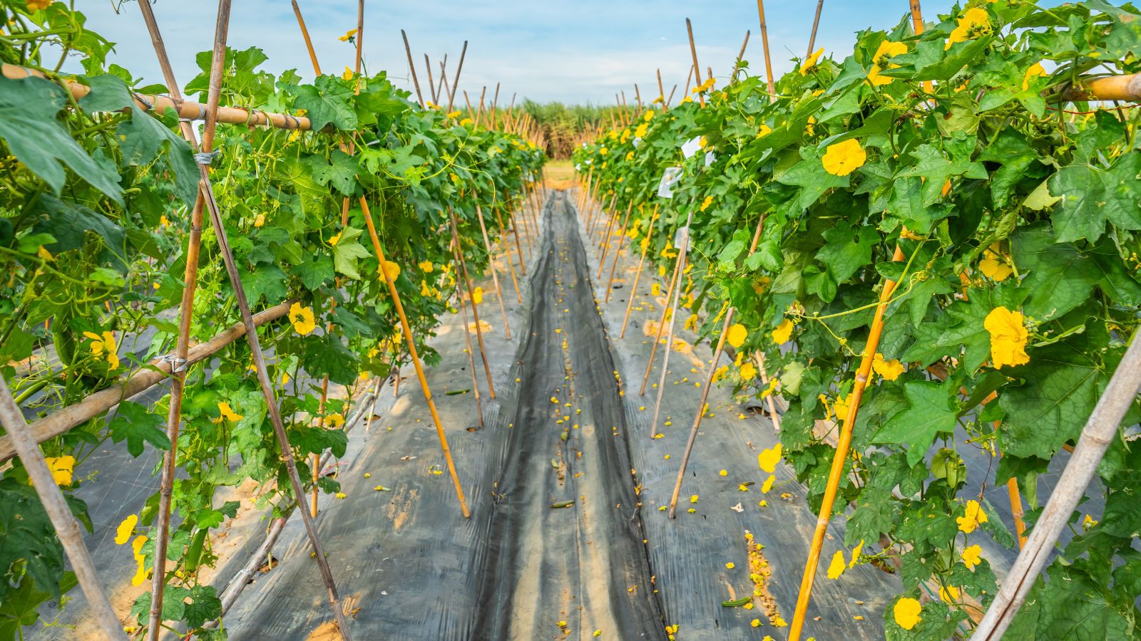 A shot of rows of trellises with developing vining plants