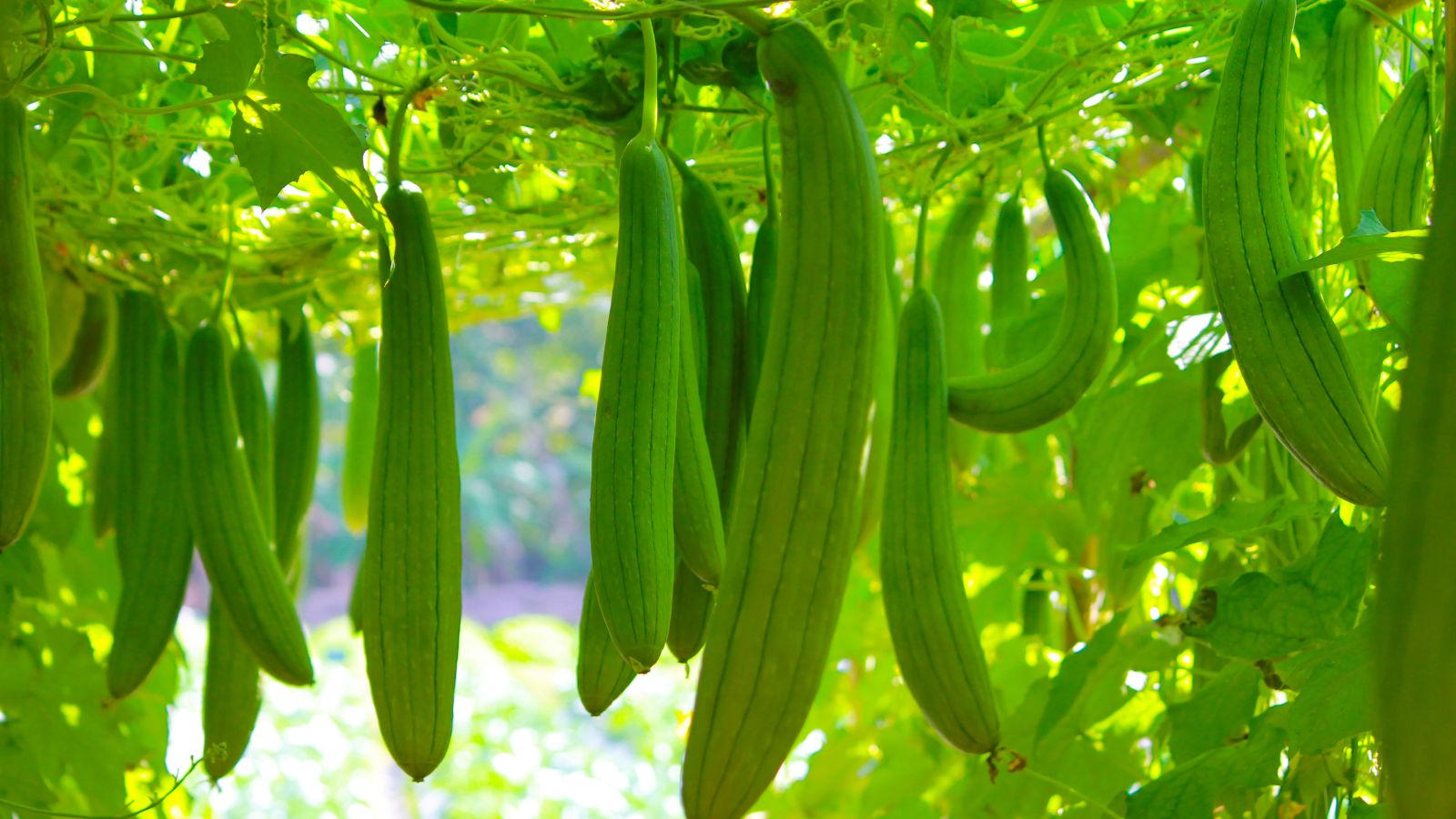 A shot of several developing green colored fruits hanging on a trellis showcasing its vines and leaves outdoors