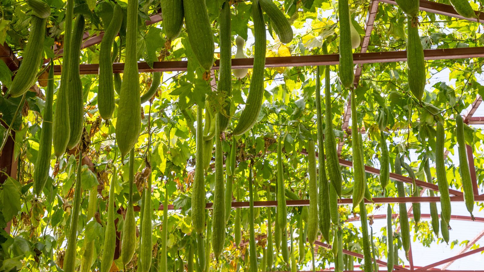 A shot of several hanging fruits on a trellis basking in bright sunlight outdoors