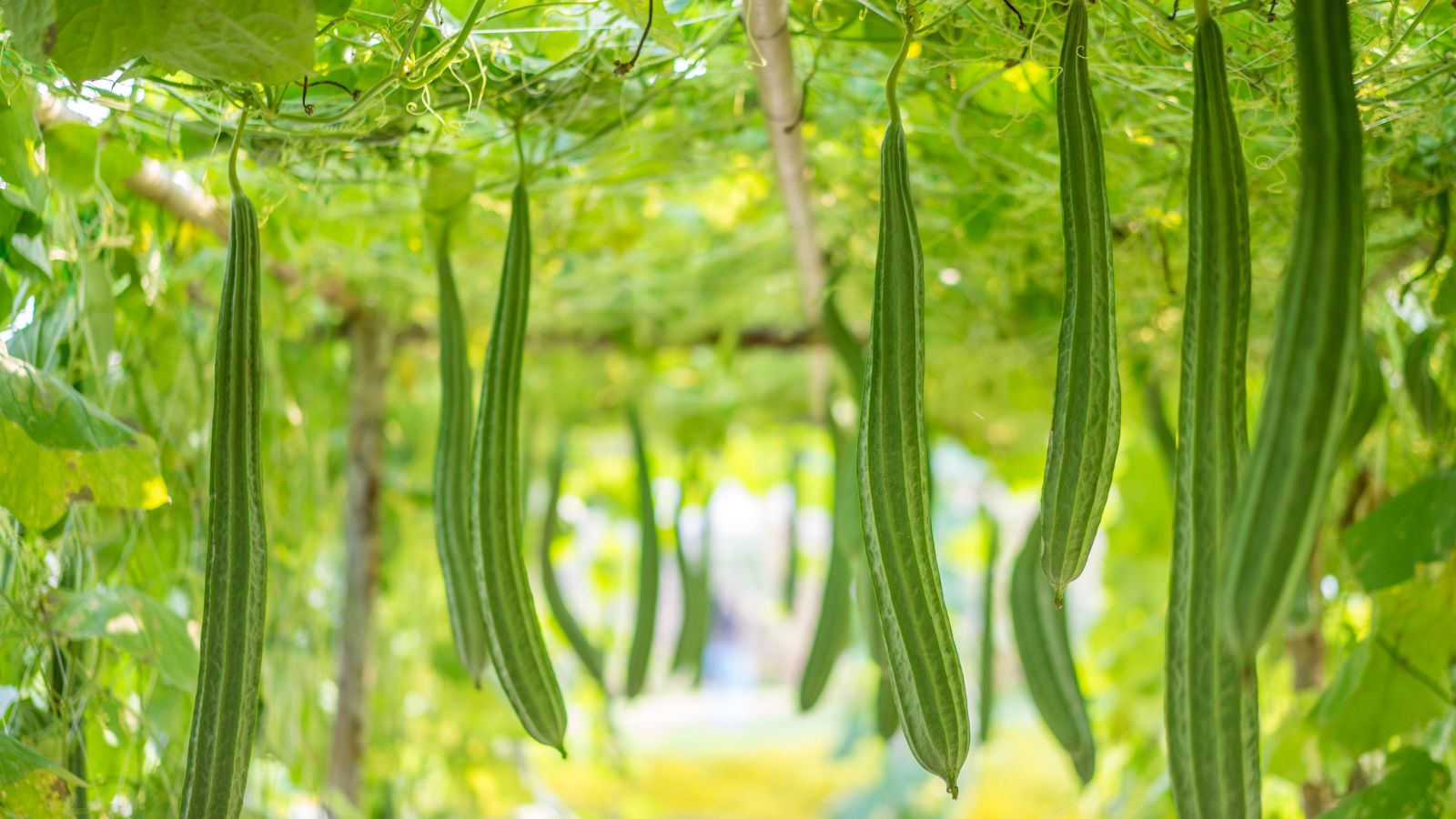 A shot of several hanging fruits of a vining plant outdoors