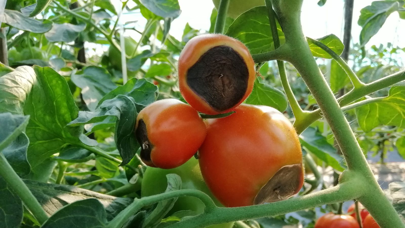 A shot of several tomatoes affected by the blossom end rot
