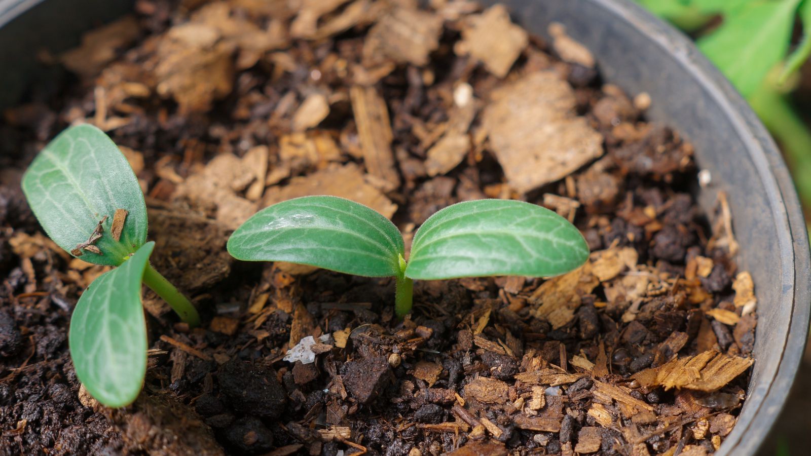 A shot of two developing seedlings of a plant in a container