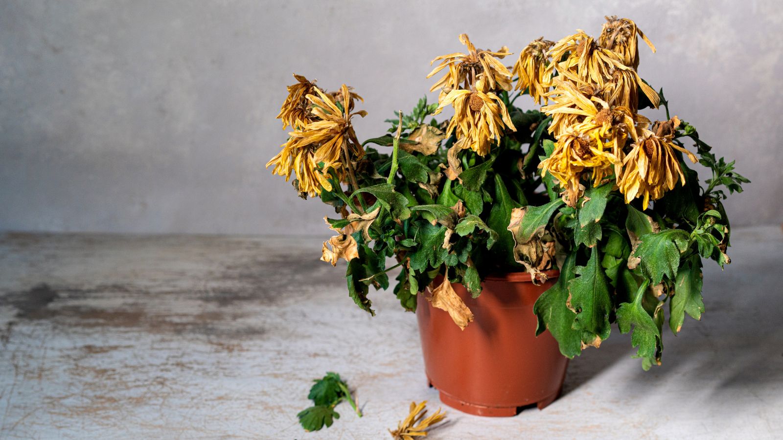 A shot of withered flowers in a pot in an area indoors