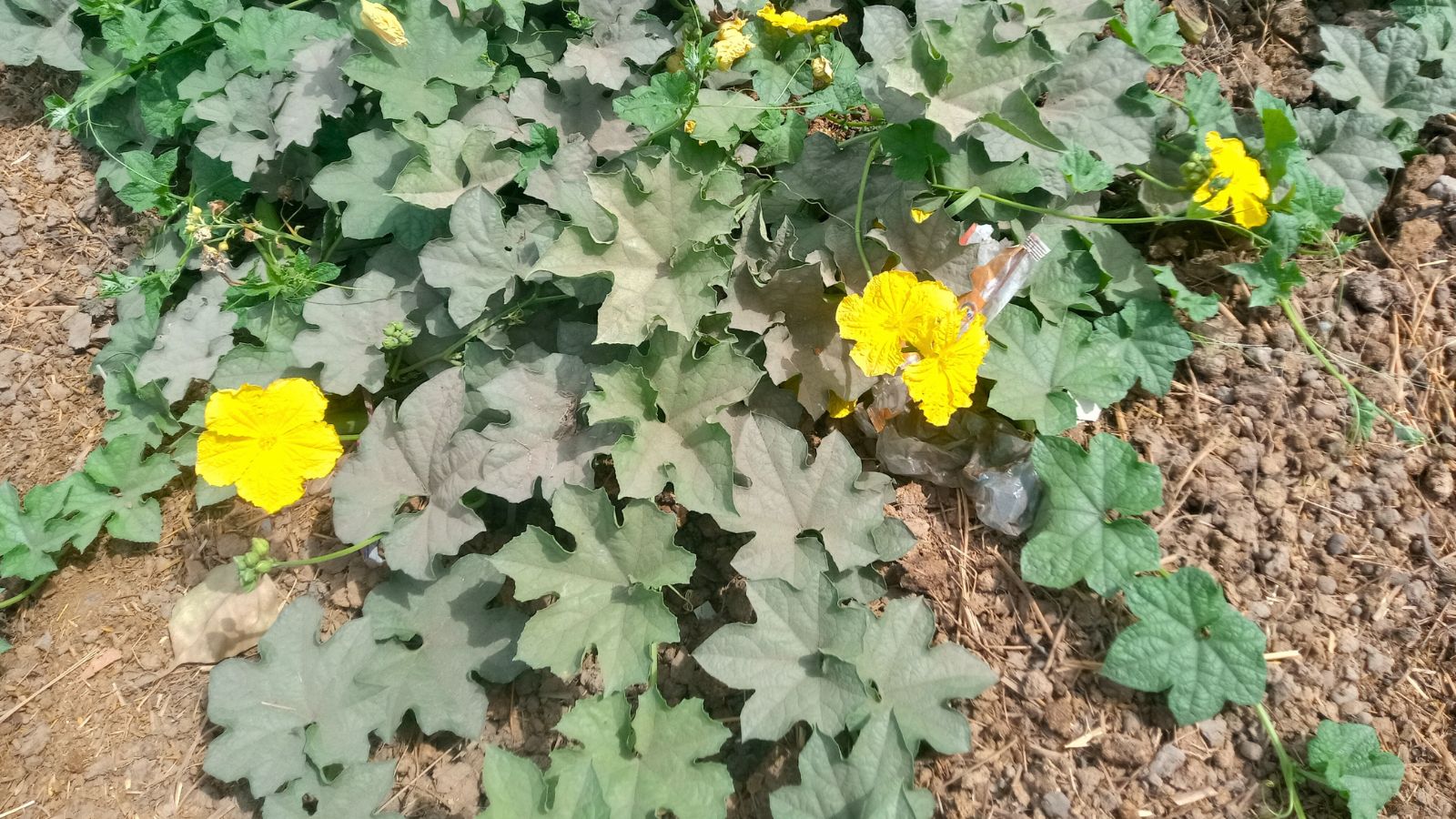 An overhead shot of developing vining plants showcasing its yellow flowers and star-shaped leaves