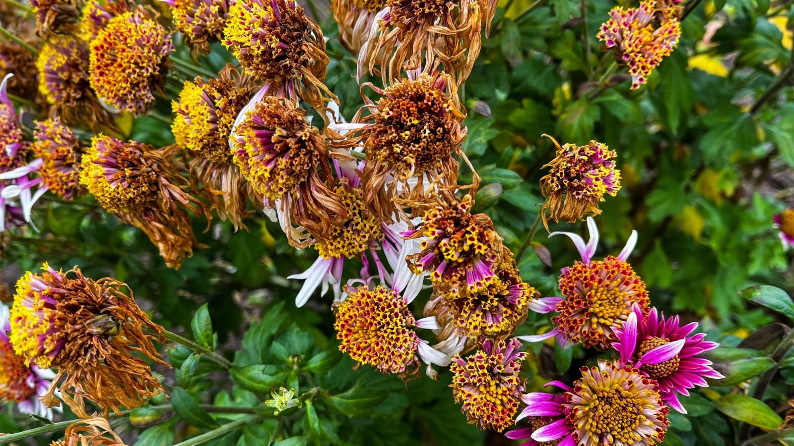An overhead shot of flowers that showcases why mums turn brown