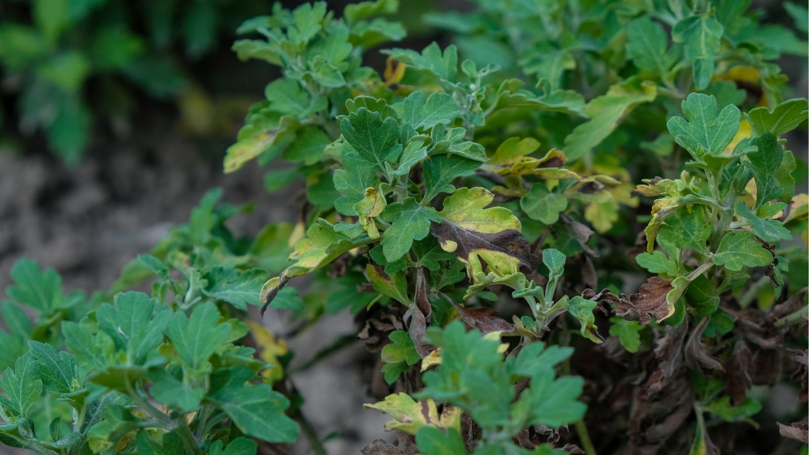A shot of leaves of a plant infected with bacterial leaf spot