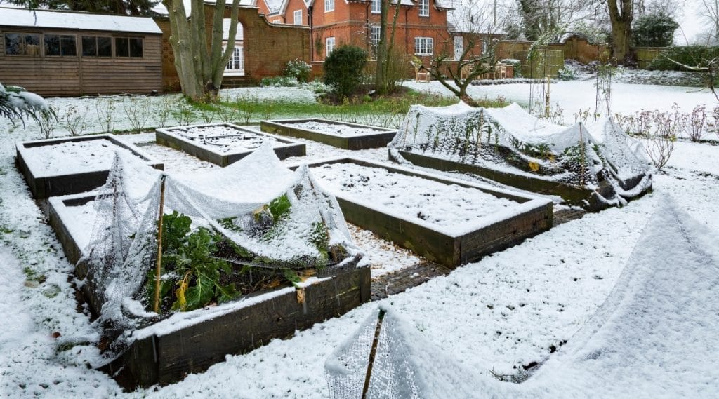Frost Over a Garden in the Winter