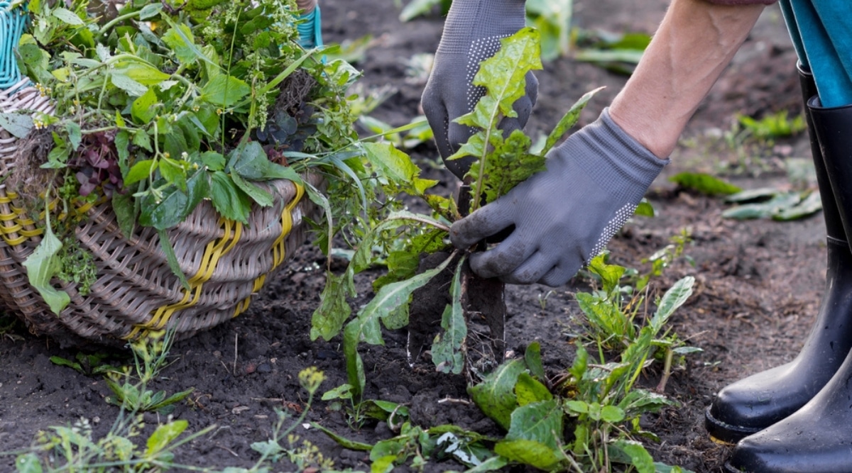 Person Pulling Weeds from a Garden