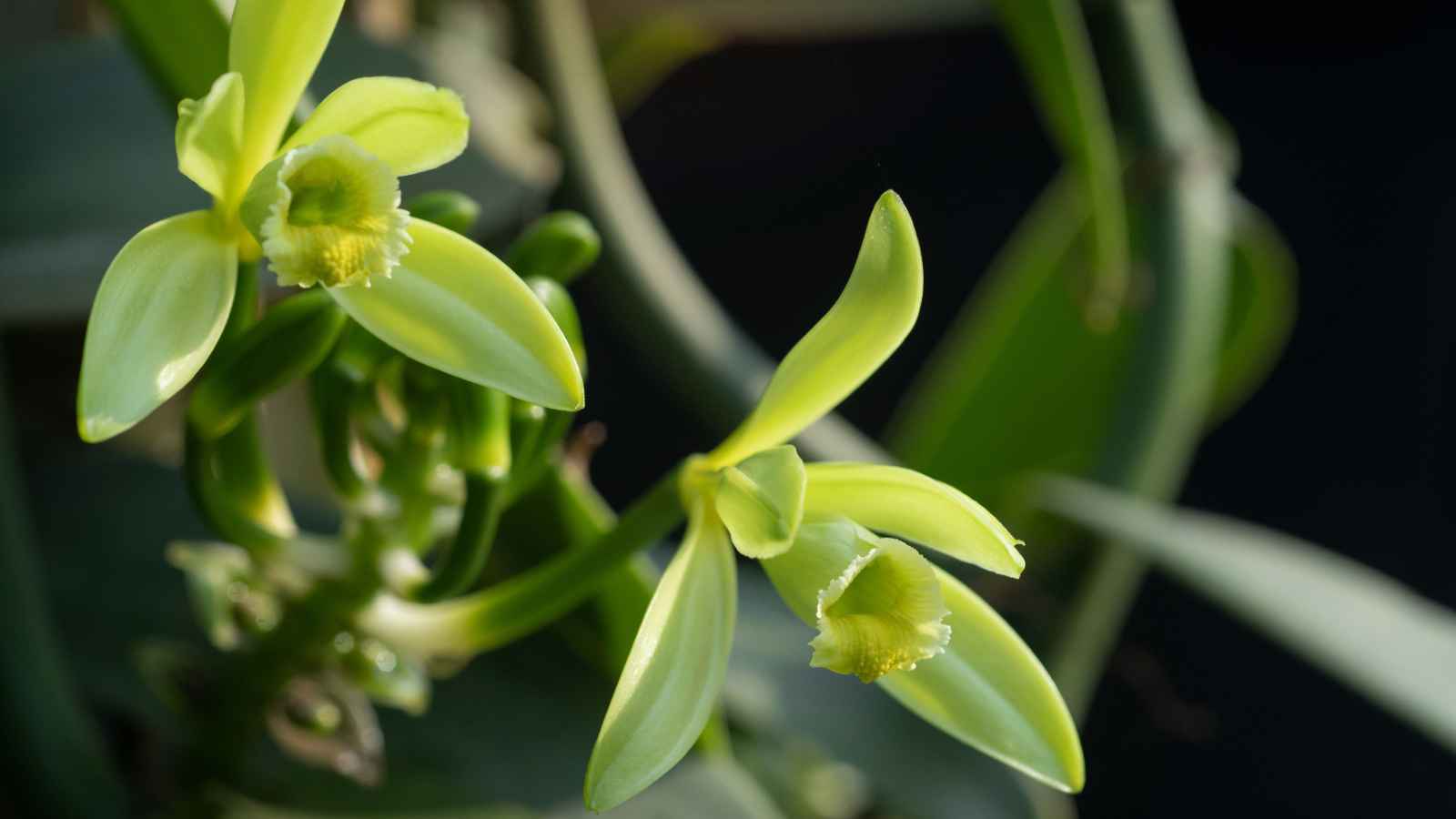 A lovely planifolia with two blooming flowers surrounded by greens somewhere with shade