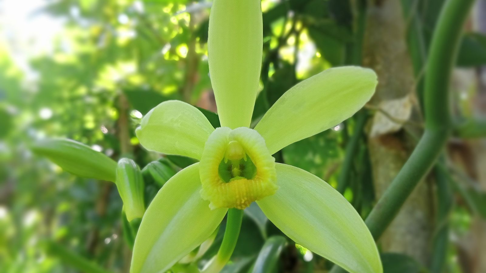 A closeup shot of a flower growing on a mexicana plant appearing to have a pale green color surrounded by green foliage