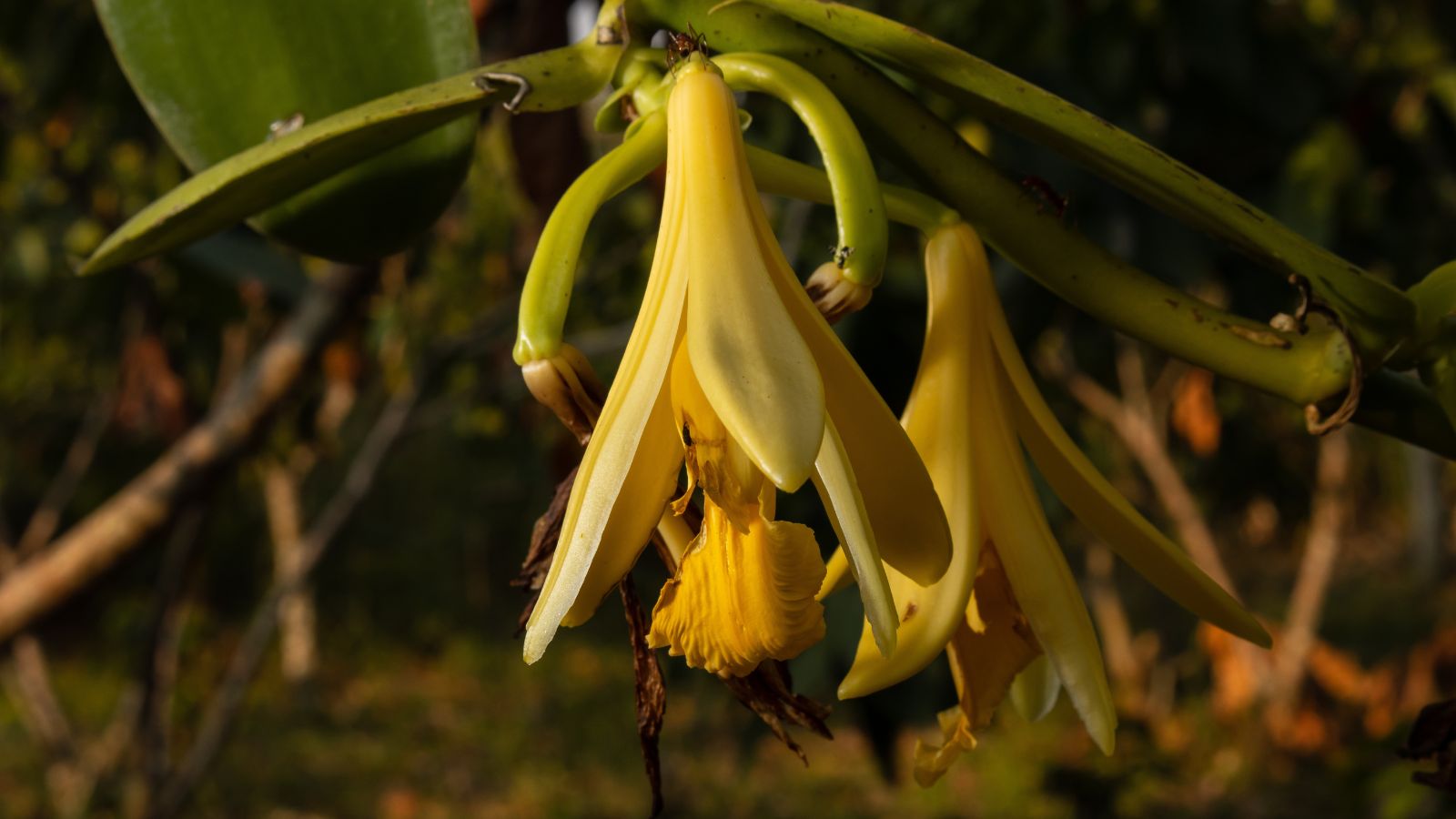A closeup shot of pompona blooms appearing to dangle upside down while attached to green branches under the warm sunlight