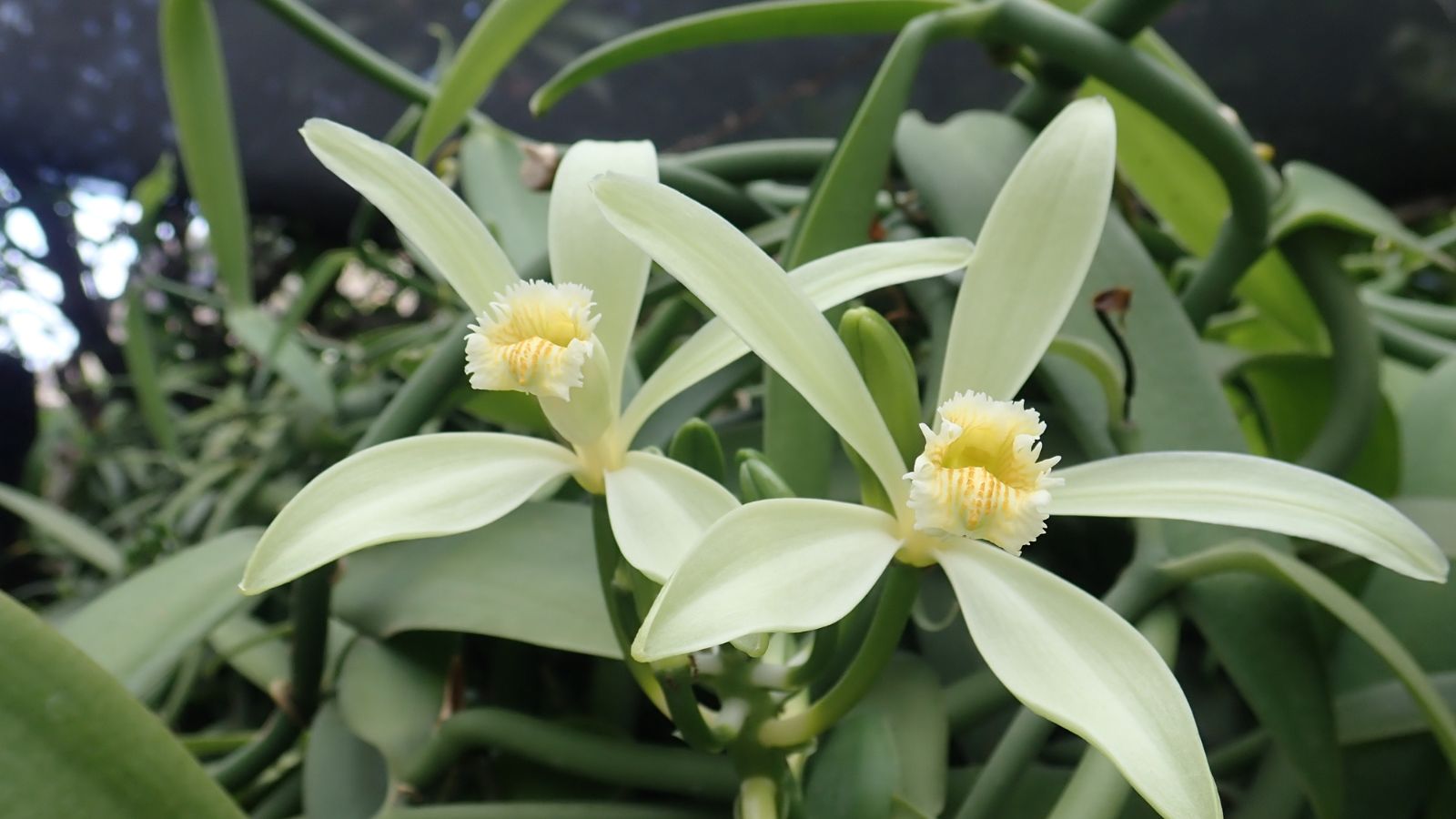 A healthy tahitensis plant with lovely blooms having thin delicate petals and bright yellow centers surrounded by green leaves