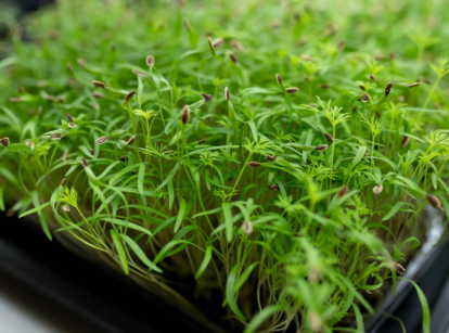 Dill microgreens.