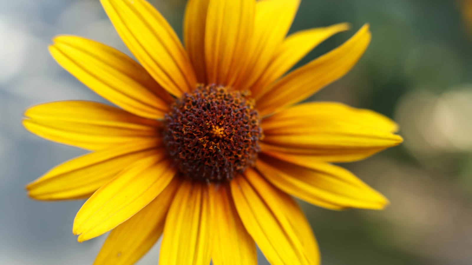 False sunflower.