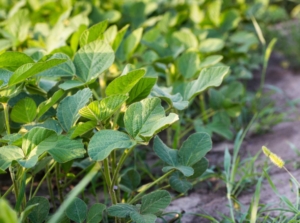 Young edamame plants, showing how to grow soybeans with the leaves appearing green and textured planted somewhere with sunlight