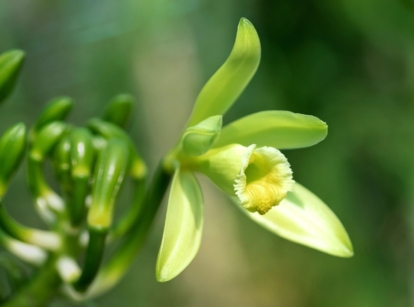 A closeup shot of a flower, showing how to grow vanilla appearing to have pale petals and bright green leave surrounded with abundant greens under indirect sunlight