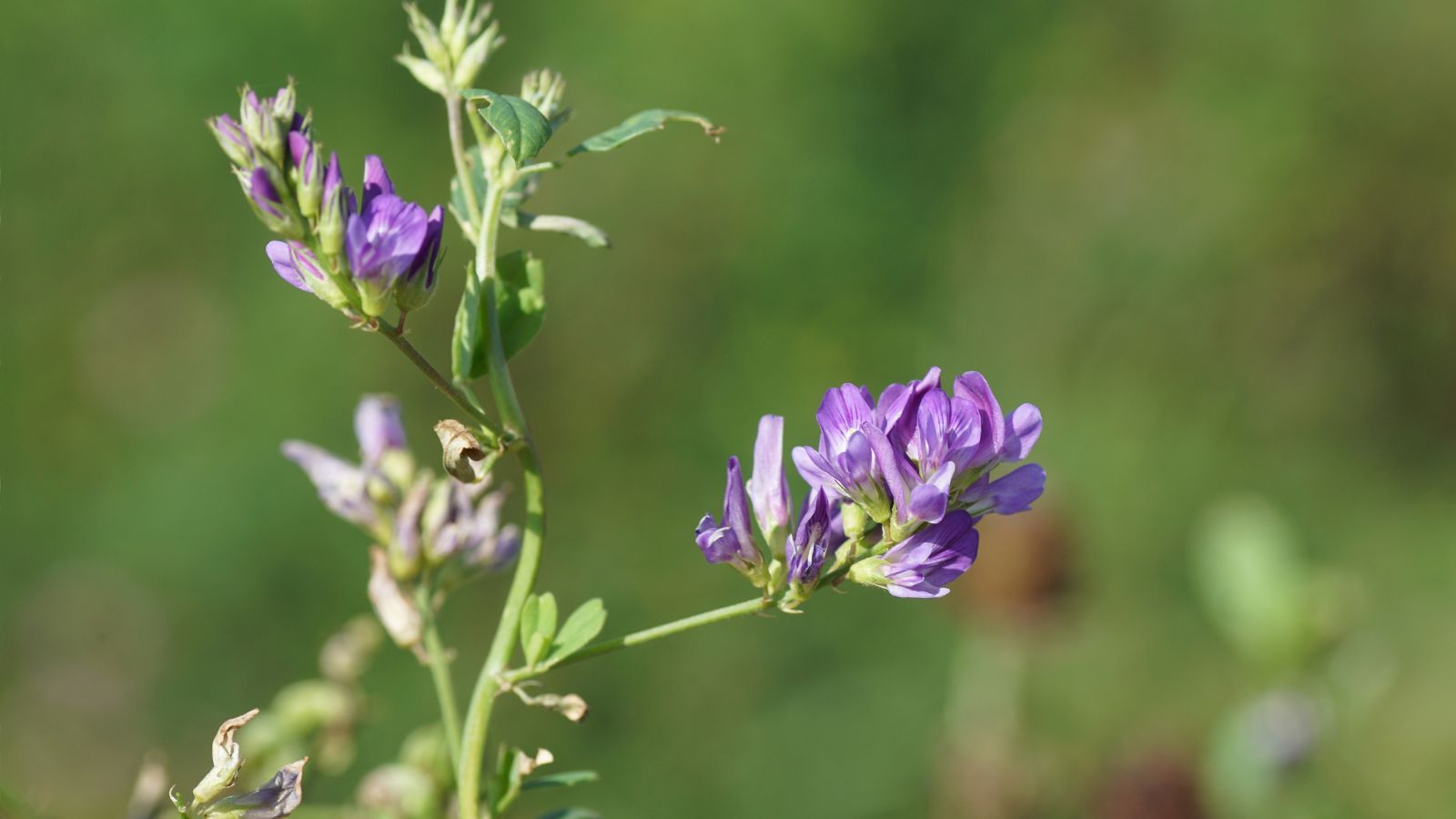A close-up shot of a developing plant and its purple flowers in a well lit area