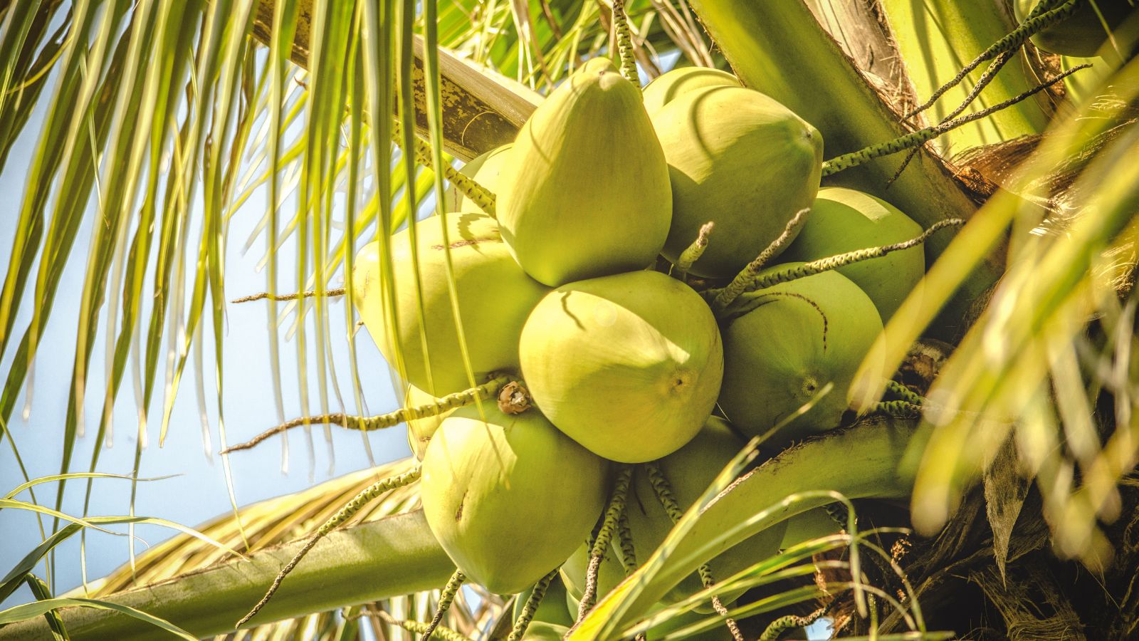 A close-up shot of green colored stone fruits of a large plant in a well lit area outdoors