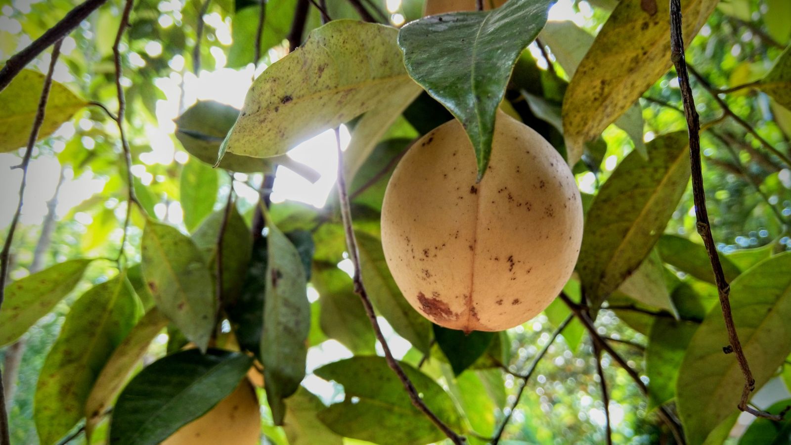 A closeup shot of Myristica fragrans fruits, appearing to have some spots, appearing also on the plant's countless leaves