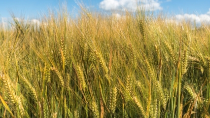 A field with countless Hordeum vulgare with heads appearing to contain grains, having yellow, green and light brown hues with the bright blue sky in the background