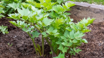A healthy vivid bright green Levisticum officinale placed on garden bed wih loamy brown soil