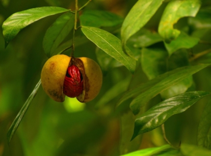 A nutmeg tree with lush and deep green leaves, having a fruit dangling from a stem, appearing to be split open due to ripeness
