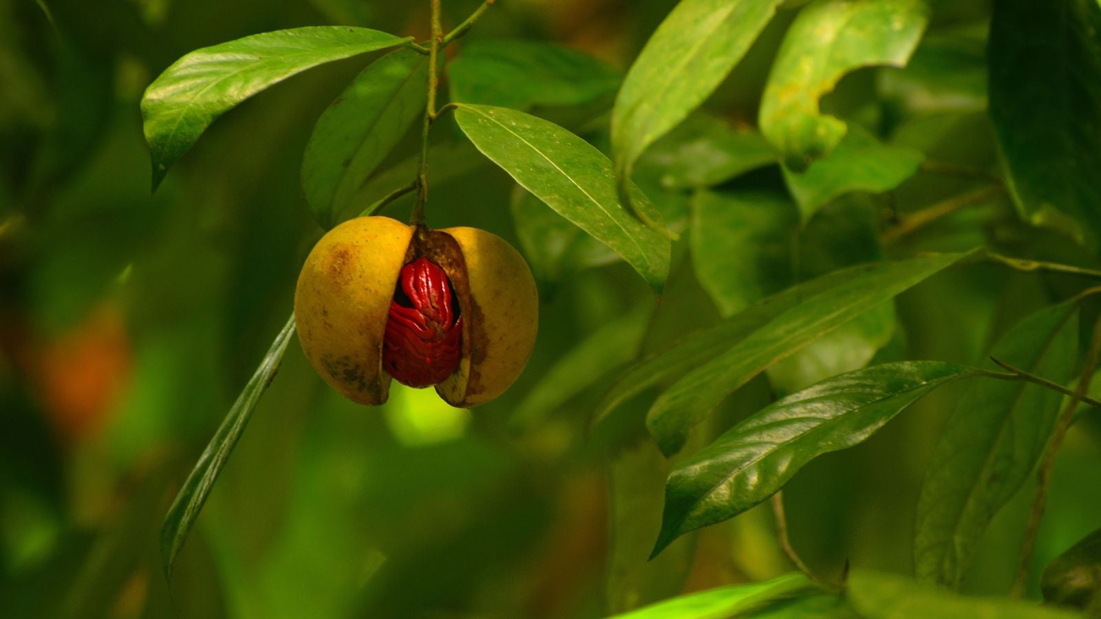 A nutmeg tree with lush and deep green leaves, having a fruit dangling from a stem, appearing to be split open due to ripeness