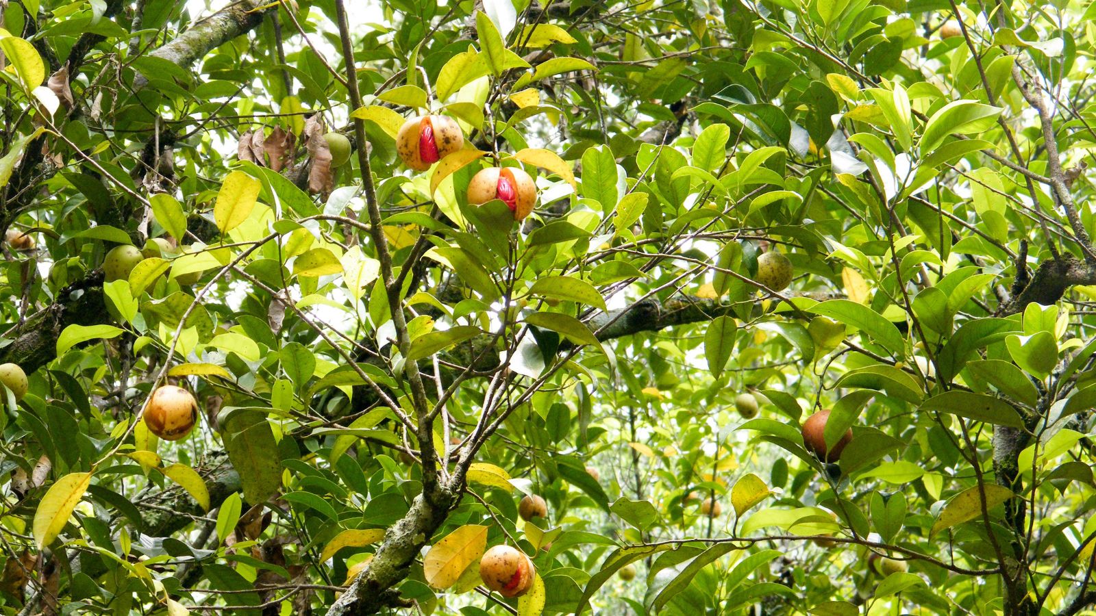 A shot of a Myristica fragrans tree with multiple fruits, appearing yellow and splitting surrounded by countless green leaves under the sunlight