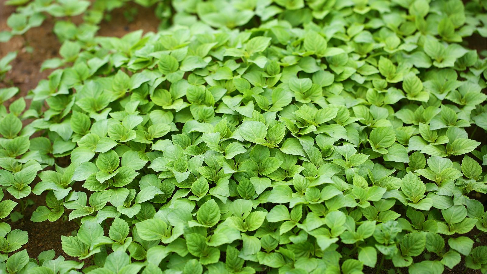 A shot of a composition of developing seedlings in a well lit area