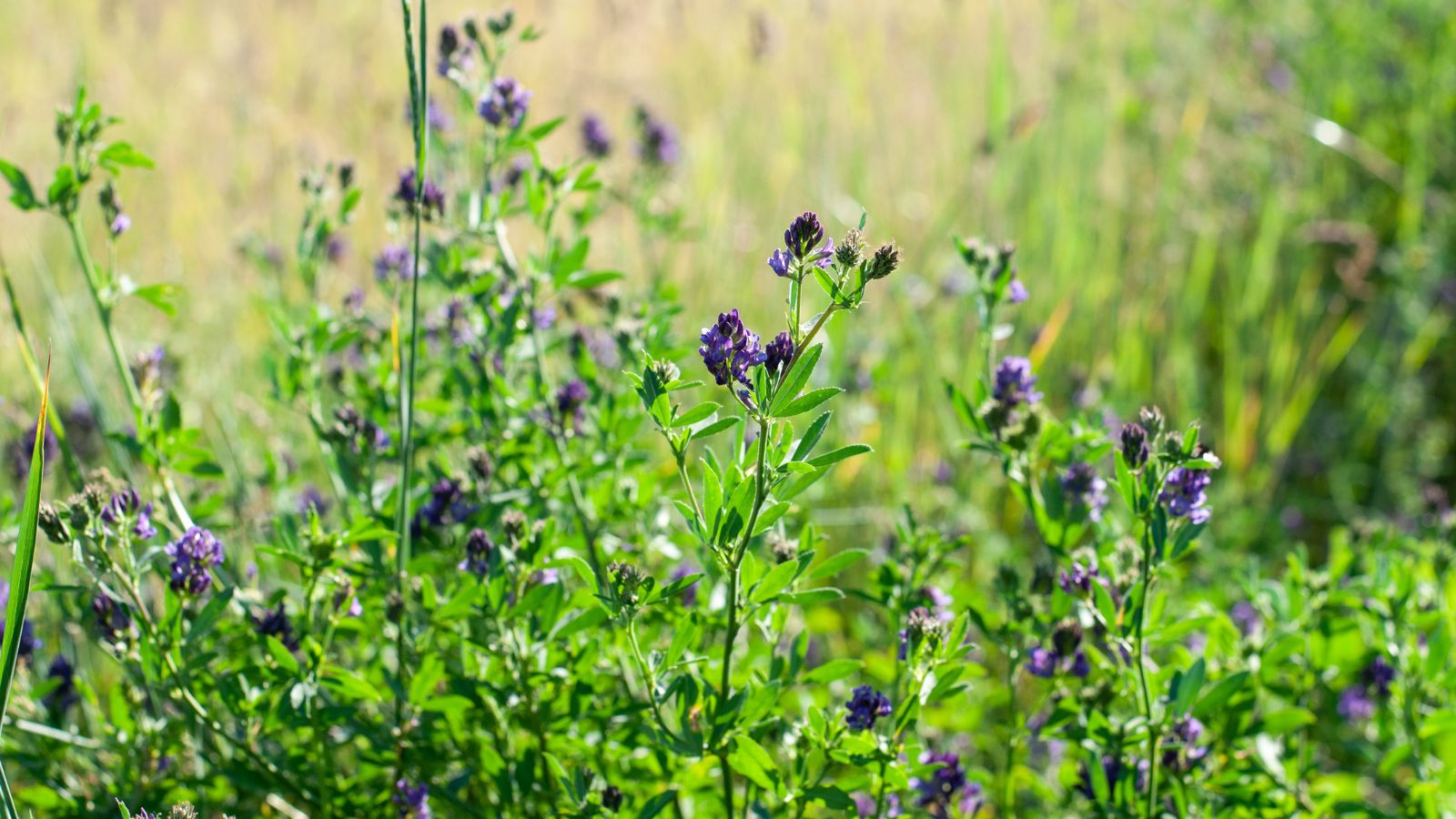 A shot of a composition of flowers and leaves of a perennial in a well lit area outdoors