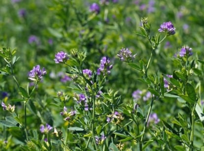 A shot of a composition of leaves and flowers that showcase growing alfalfa