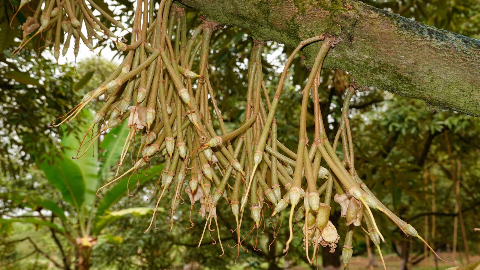 A shot of a developing fruit-bearing plant in a well lit area