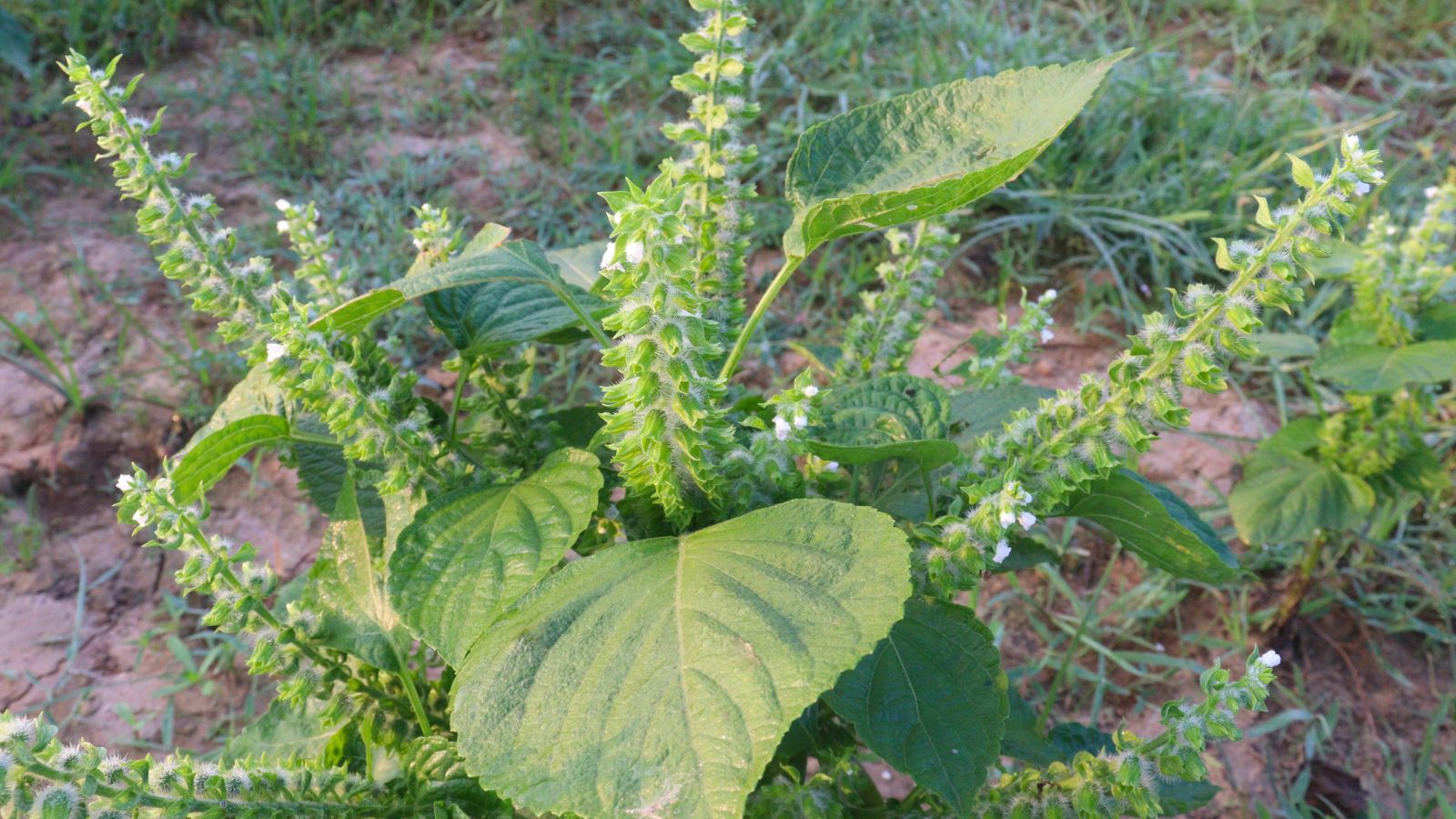 A shot of a developing herb in a well lit area outdoors