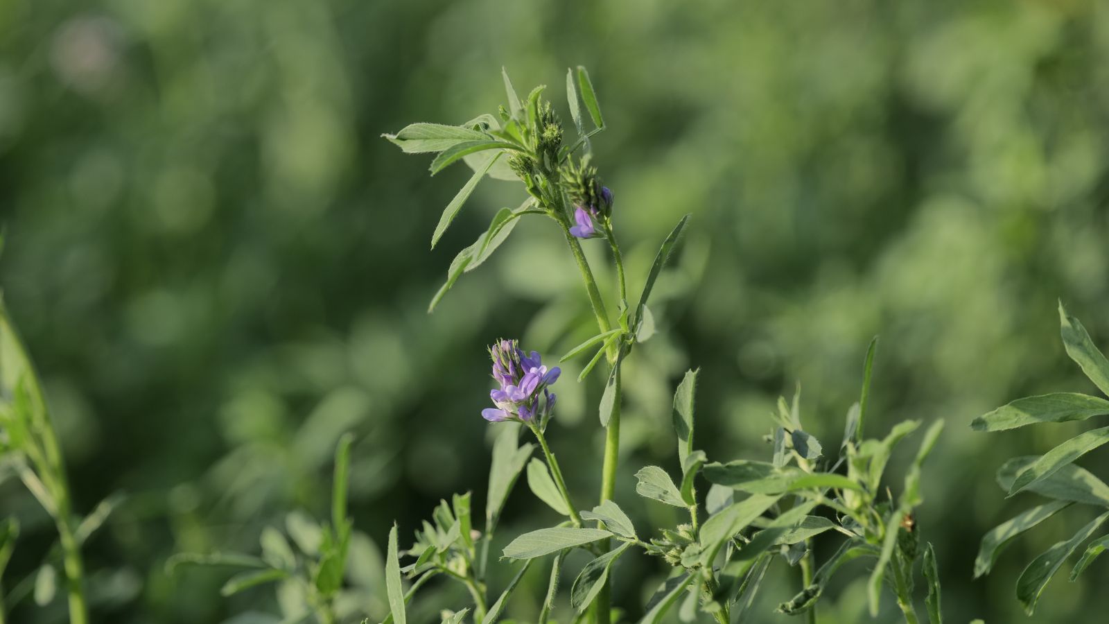 A shot of a developing perennial in a well lit area outdoors