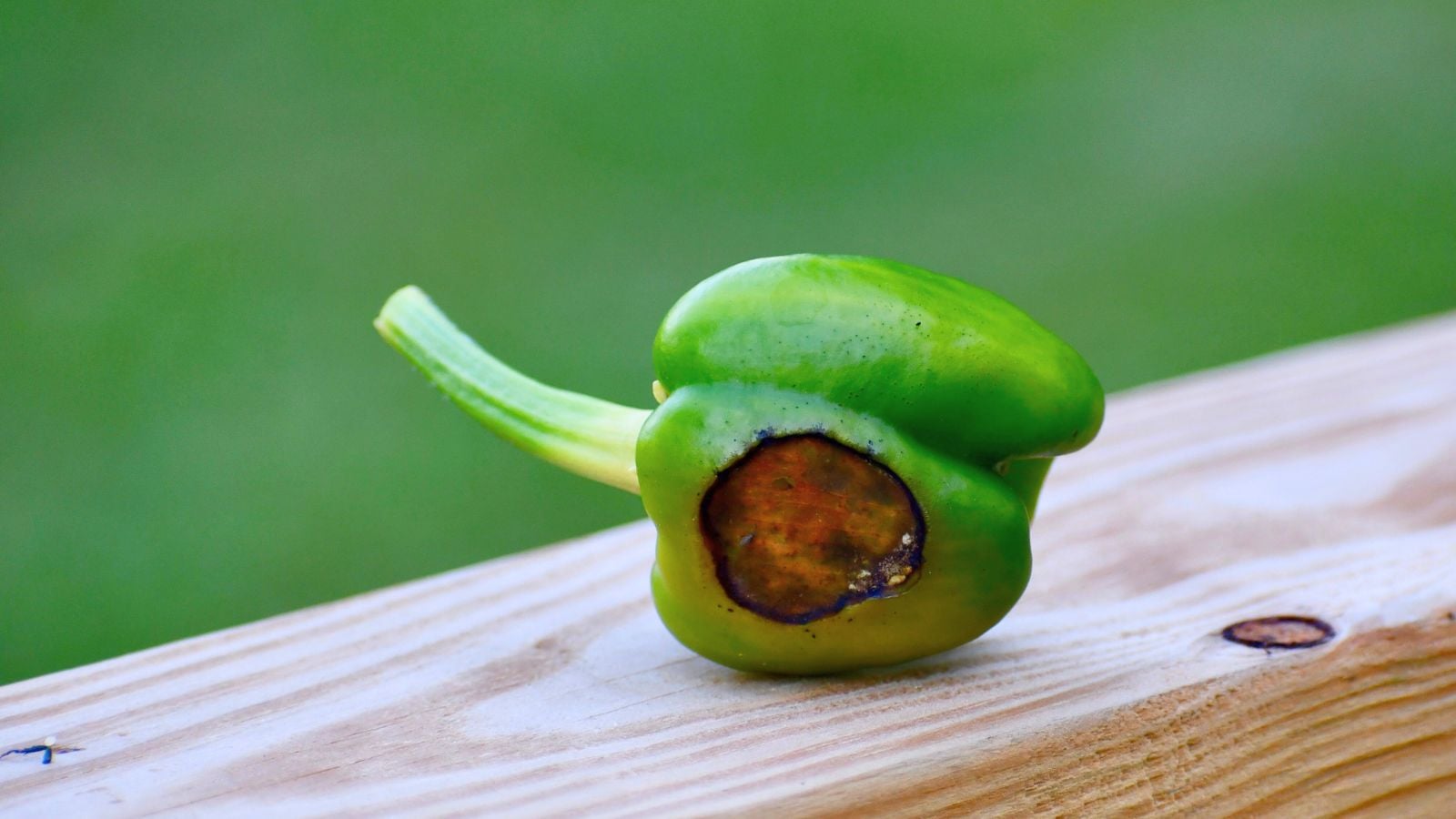 A shot of a green colored fruit affected with blossom end rot showing spots on peppers